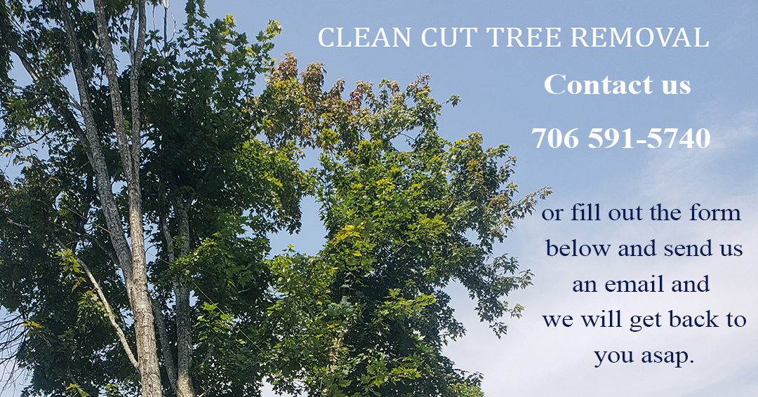 Contact Clean Cut Tree Removal