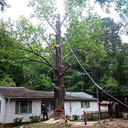 Tree Cutting2